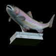 Rainbow-trout-trophy-18.png rainbow trout / Oncorhynchus mykiss fish in motion trophy statue detailed texture for 3d printing