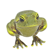 model-7.png Gold frog