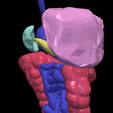 17.png 3D Model of Gastrointestinal Tract with Bones