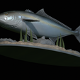 Greater-Amberjack-statue-1-21.png fish greater amberjack / Seriola dumerili statue underwater detailed texture for 3d printing