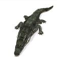 AA.jpg DOWNLOAD CROCODILE 3d model - animated for blender-fbx-unity-maya-unreal-c4d-3ds max - 3D printing - RAPTOR - PREDATOR - CROCODILE