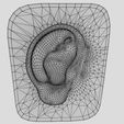 w3.jpg Ear anatomy cross section model
