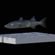 Am-bait-breaking-barracuda-13cm-4mm-eye-2.png AM bait great barracuda fish 13cm breaking form for predator fishing
