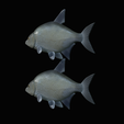 Bream-fish-16.png fish Common bream / Abramis brama solo model detailed texture for 3d printing