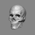 perfil.jpg Anatomy Male Skull 1/2 Size