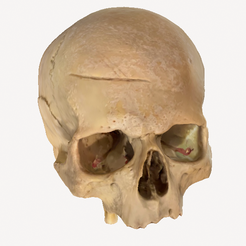 homoskull.png Best Detailed Homo sapiens Skull