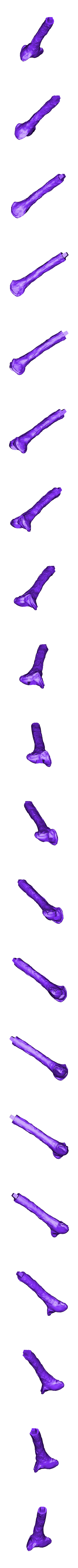 Tibia_Left_Part_02.OBJ Scheletro di piccolo T-rex a grandezza naturale - Parte 03/10