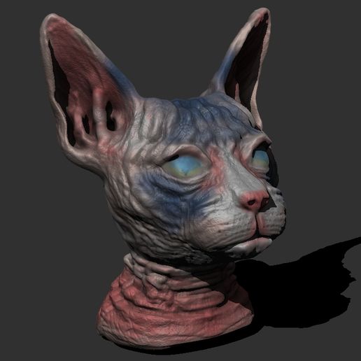 Sphynx Cat