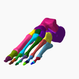 2.png SKELETON OF THE LEFT FOOT 3d SEGMENTED MODEL 27 PARTS