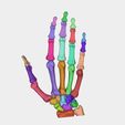 2.jpg Hand bones