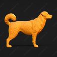 367-Anatolian_Shepherd_Dog_Pose_01.jpg Anatolian Shepherd Dog 3D Print Model Pose 01