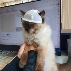 WhatsApp-Image-2023-07-08-at-2.20.54-PM.jpeg Engineer cat helmet