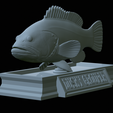 Dusky-grouper-26.png fish dusky grouper / Epinephelus marginatus statue detailed texture for 3d printing