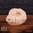 Blastoise-Skull-1B.png Cráneo de Blastoise - Pokemon