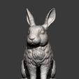 rabbit-rex-agouti10.jpg Rabbit rex agouti 3D print model