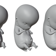 6_Weeks_Matcap_02.png 6 Weeks Human embryonic (baby stages)