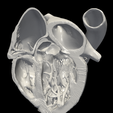 1.png 3D Model of Heart (2.3.4.5 chamber view) - 4 pack