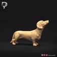 Dachshund-Smooth-Haired-Pose-02-Dog-3D-Print-2s.jpeg Teckel à poil lisse Pose 02