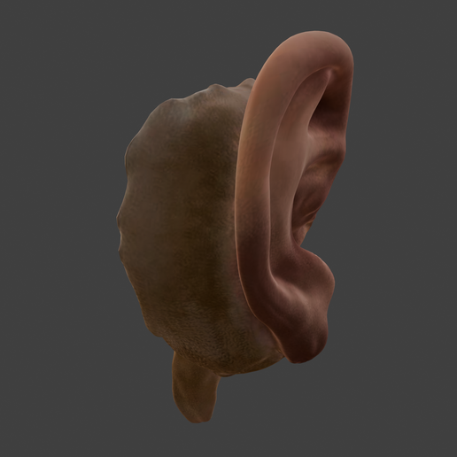 5.png 3D Model Ear Cross Section