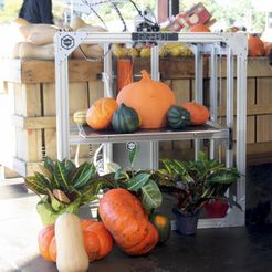 GigaPumpkin.jpg GigaPumpkin