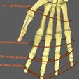 limbs-with-girdle-bones-name-parts-text-labelled-3d-model-27d849a161.jpg Limbs With Girdle bones name parts text labelled 3D model