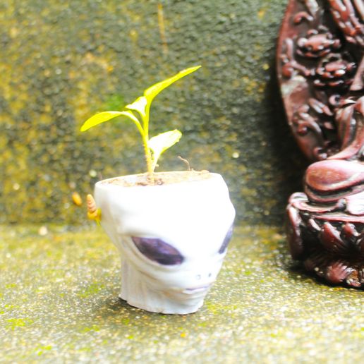 _MG_1456.jpg Alien Halloween Decoration, Plant Pot, Flowerpot, Bowl, Vase