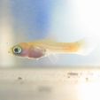 one-day-old-swordtail-fry.jpg Baby Swordtail cookie cutter