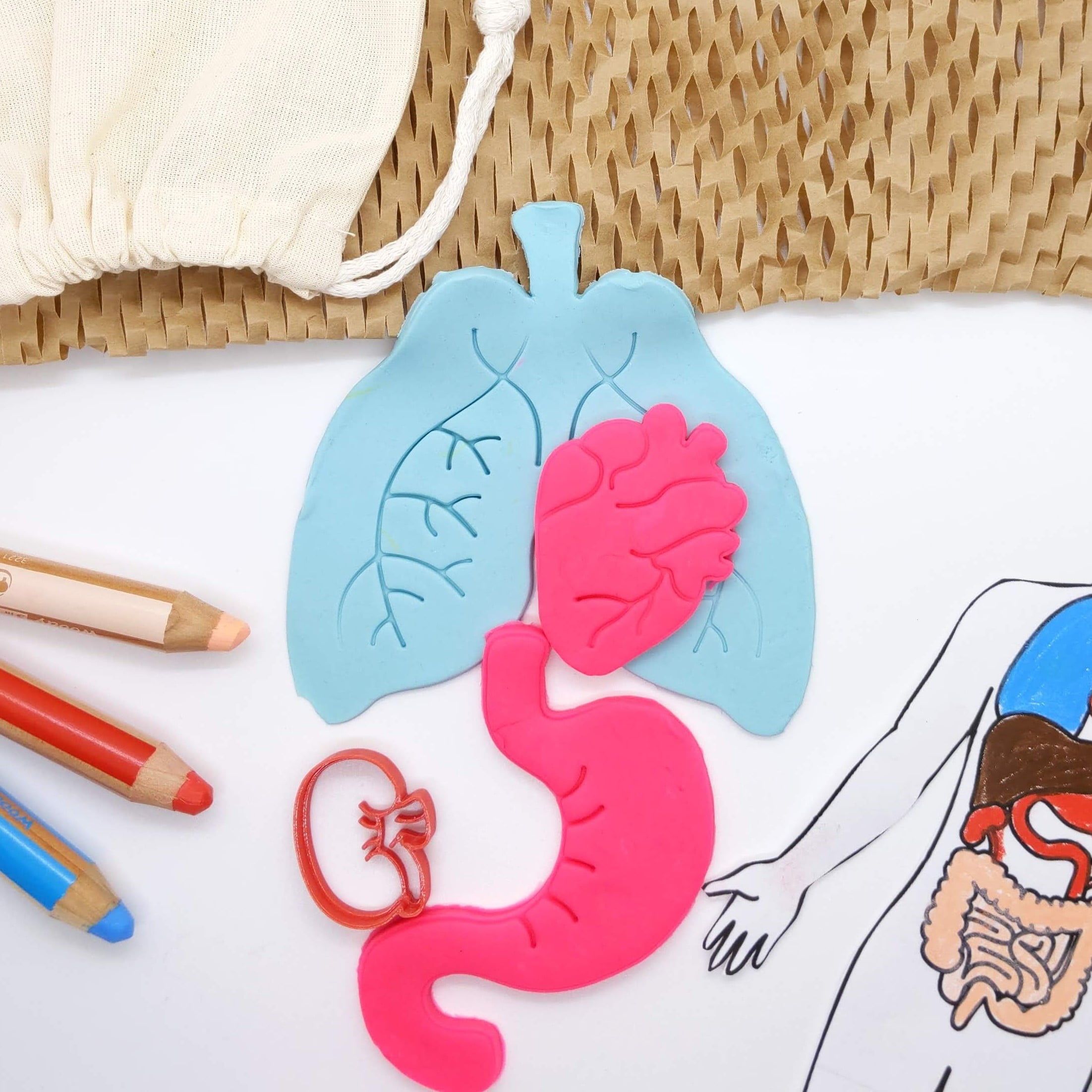 Human Cutter Shape STL file Human Anatomy - Cutter set・3D printable model to download • Cults