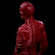 Untitled_Viewport_017.png Human anatomy Human anatomy ready to print Halloween Pumpkin