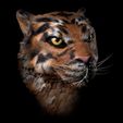 Shop1.jpg Tiger portrait with stand, base and wall mounts 3D STL print file High-Polygon