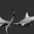SH04.jpg Hammerhead shark