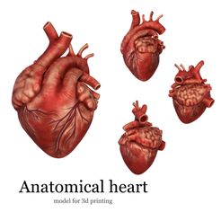 CC40372F-A11B-4E22-9AE5-B847CF6BB90C.jpeg Anatomical model of the human heart