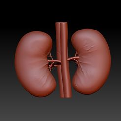 1a.jpg Human kidney