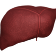liver_001.png Anatomical Liver Model