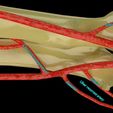 upper-limb-arteries-axilla-arm-forearm-3d-model-blend-12.jpg Upper limb arteries axilla arm forearm 3D model