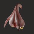 clitoris003.jpg Clitoris Anatomy - Aroused Clitoris