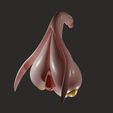 clitoris003.jpg Anatomie du clitoris - Clitoris excité