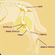 DOG-LIMB-LABELLED.jpg PA6/PA12 -CF Prosthetic 🐾