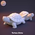 tt2.jpg Tortoise Statue