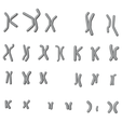 Karyotype_Matcap.png Human Karyotype - Male and Female