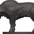 Buffalo-34.jpg Buffalo