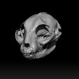 2.jpg Cat Skull Study