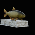 golden-dorado-statue-box-1-7.png fish golden dorado / Salminus brasiliensis with storage space / for 3d printing