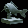 Carp-trophy-statue-25.png fish carp / Cyprinus carpio in motion trophy statue detailed texture for 3d printing