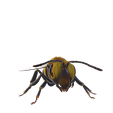 Bee.png DOWNLOAD BEE 3D Model BEE - Obj - FbX - 3d PRINTING - 3D PROJECT - BLENDER - 3DS MAX - MAYA - UNITY - UNREAL - CINEMA4D - BEE GAME READY - POKÉMON - RAPTOR