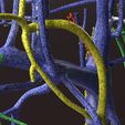 PSfinal0082.jpg Human venous system schematic 3D