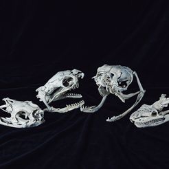 snake-skulls-bundle-image-stl-3d-print_cover.jpg Archivo 3D Colección Cráneo de serpiente realista・Objeto imprimible en 3D para descargar