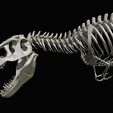 01.jpg Tyrannosaurus rex: 3D skeleton