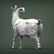 Goat3.jpg Goat 3D print model
