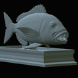 Dentex-mouth-statue-52.png fish Common dentex / dentex dentex open mouth statue detailed texture for 3d printing